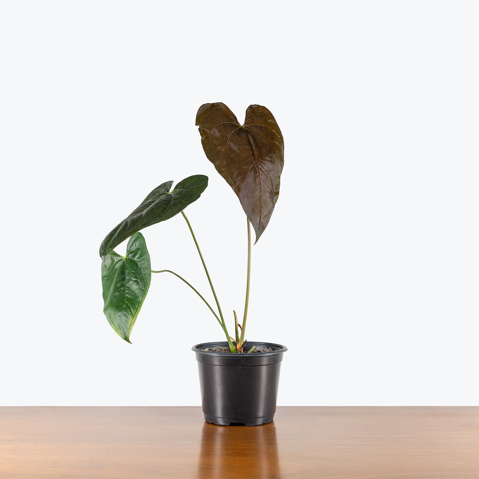 Anthurium Yellow Bell × Red Chocolate Anthurium choco - Eagle-Link