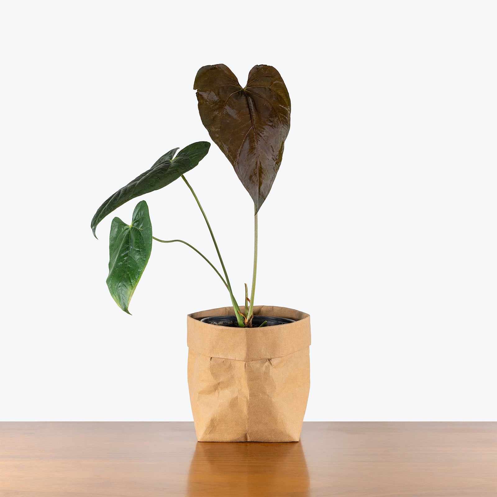 Anthurium Queen of Hearts | Care Guide and Pro Tips - Delivery from Toronto across Canada - JOMO Studio
