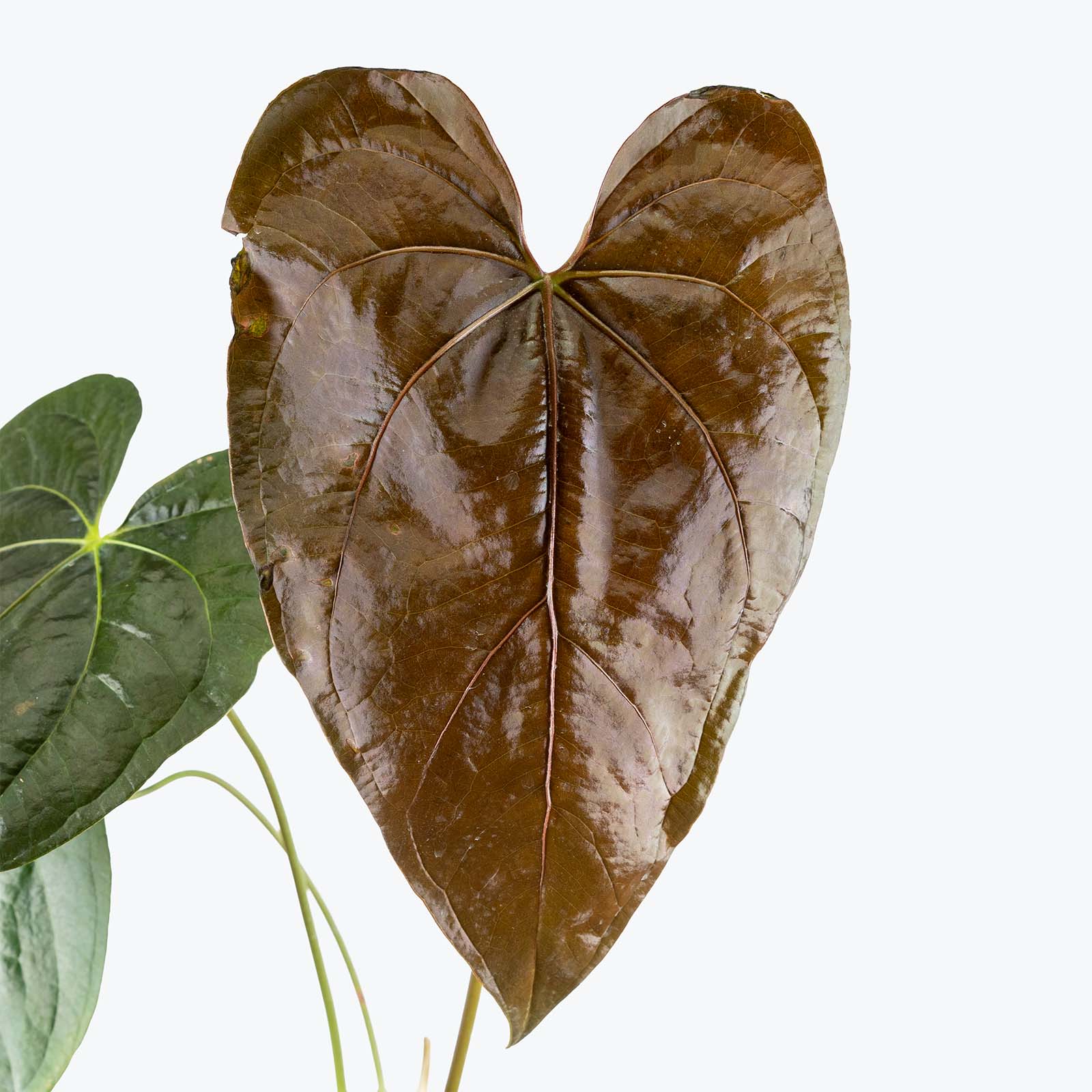 Anthurium Queen of Hearts | Care Guide and Pro Tips - Delivery from Toronto across Canada - JOMO Studio