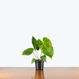 Anthurium Veitchii — 4" Pot (minor blemish expected)