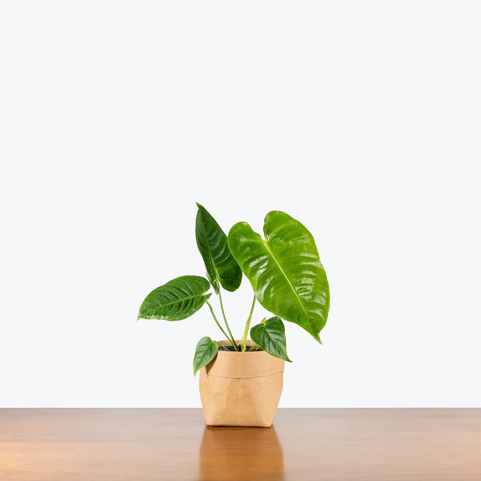 Anthurium Veitchii | Care Guide and Pro Tips - Delivery from Toronto across Canada - JOMO Studio