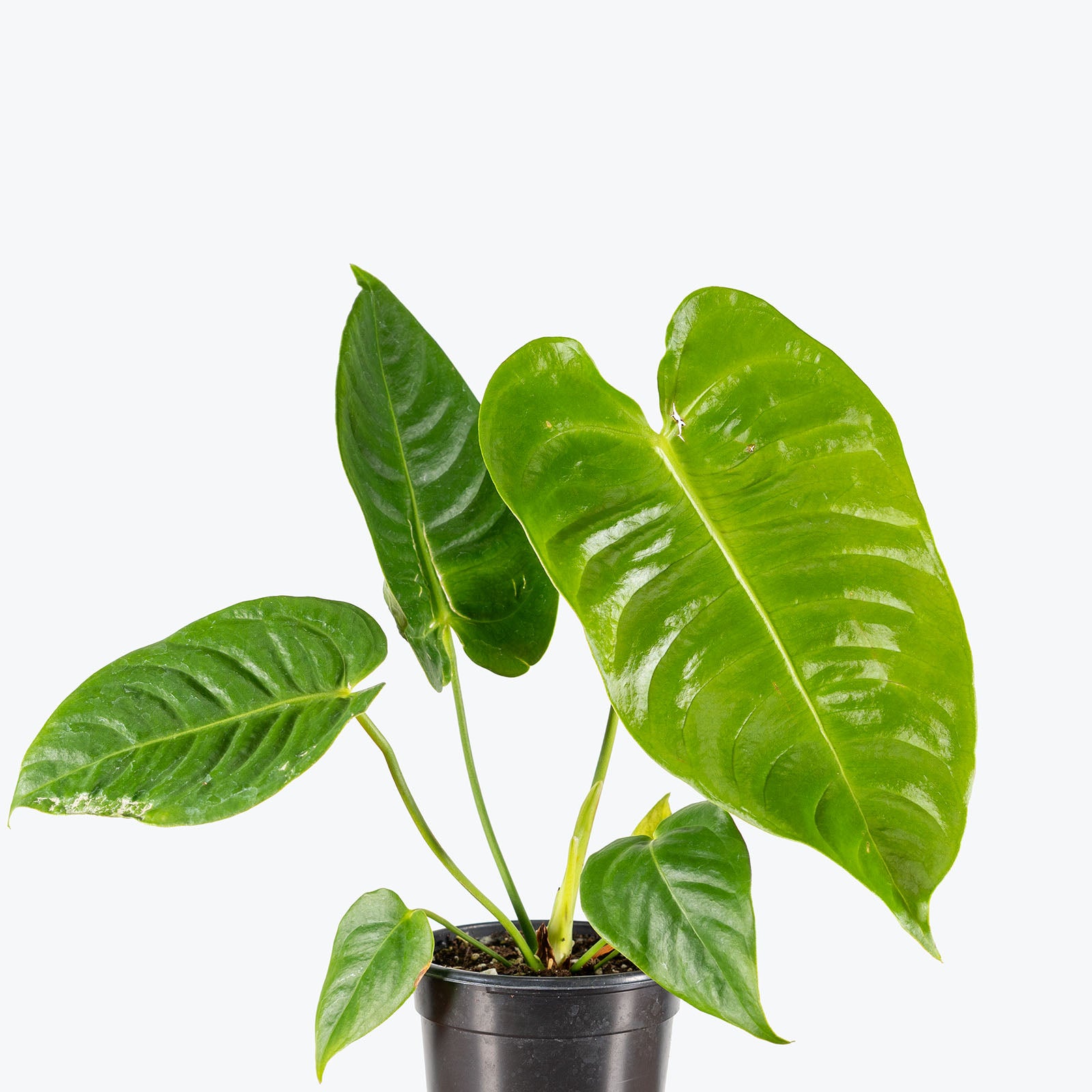 Anthurium Veitchii | Care Guide and Pro Tips - Delivery from Toronto across Canada - JOMO Studio