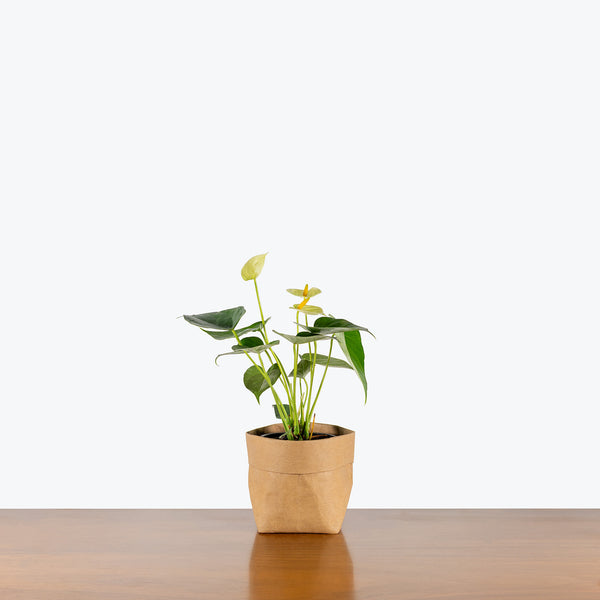 anthurium yellow tips Anthurium Yellow Vanilla | Care Guide and Pro Tips - Delivery from Toronto across Canada
