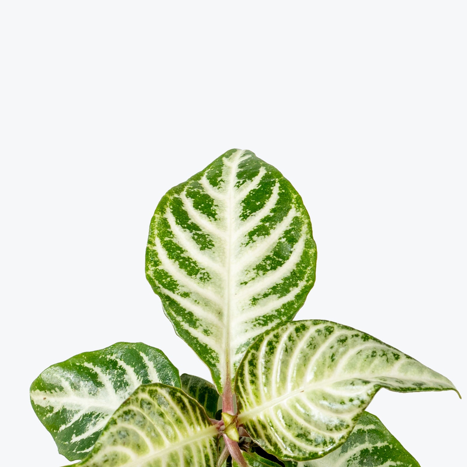 Aphelandra Snowflake Zebra Plant | Care Guide and Pro Tips - Delivery from Toronto across Canada - JOMO Studio