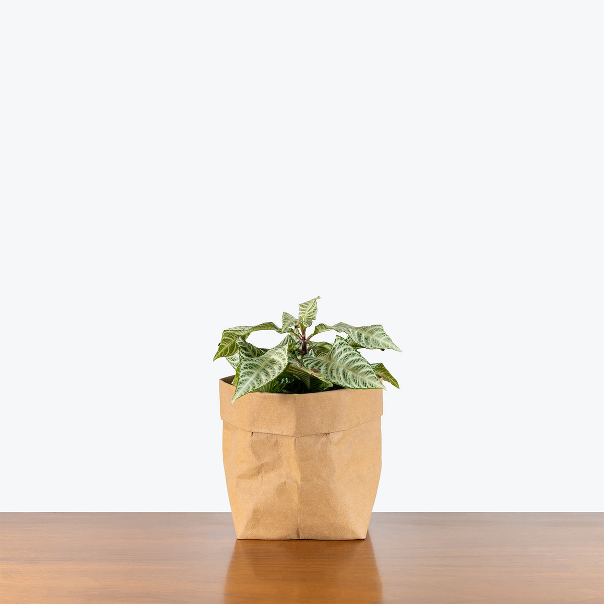 Zebra Snowflake Aphelandra Snowflake Zebra Plant | Care Guide and Pro Tips - Delivery ...