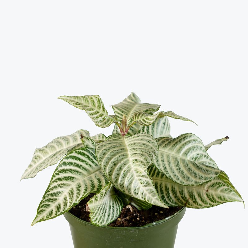 Aphelandra Snowflake Zebra Plant | Care Guide and Pro Tips - Delivery from Toronto across Canada - JOMO Studio