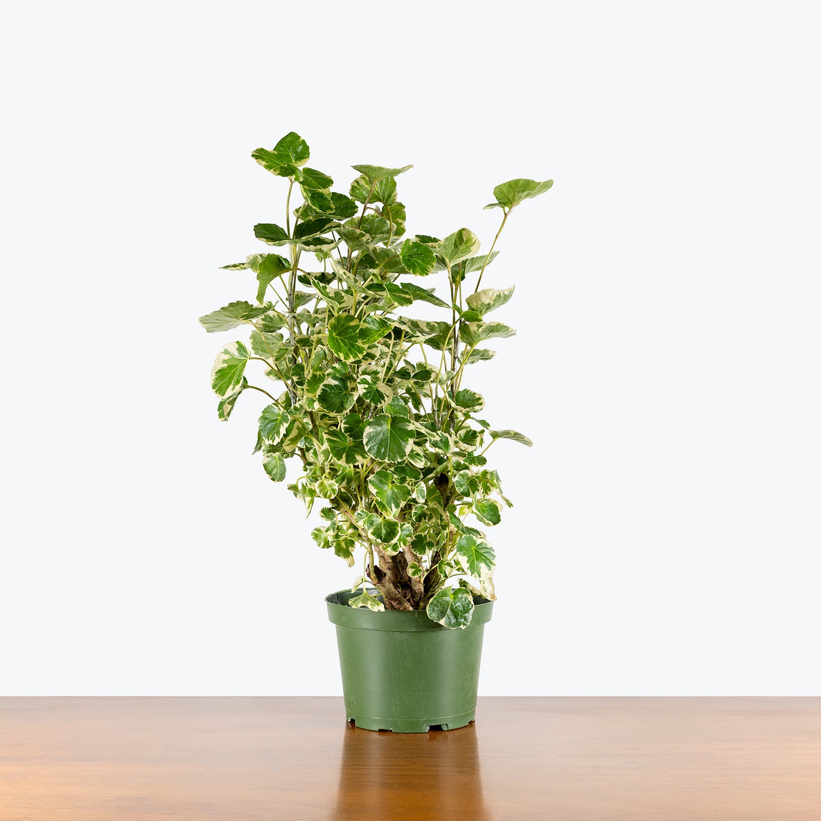 Aralia Balfour Stump Variegated | Care Guide and Pro Tips - Delivery from Toronto across Canada - JOMO Studio