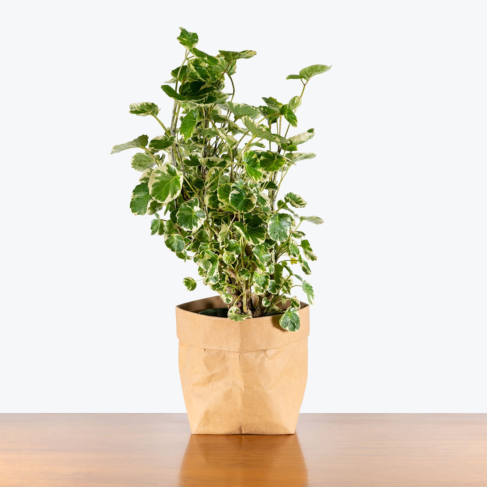 Aralia Balfour Stump Variegated | Care Guide and Pro Tips - Delivery from Toronto across Canada - JOMO Studio