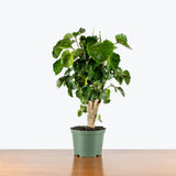 Aralia Balfouriana Stump — 6" Pot