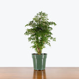 Aralia Ming Stump — 6" Pot