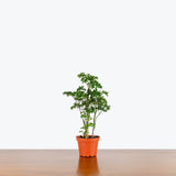 Aralia Parsley — 4" Pot