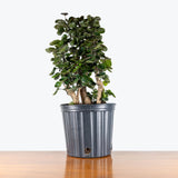 Aralia Fabian Stump — 10" Pot