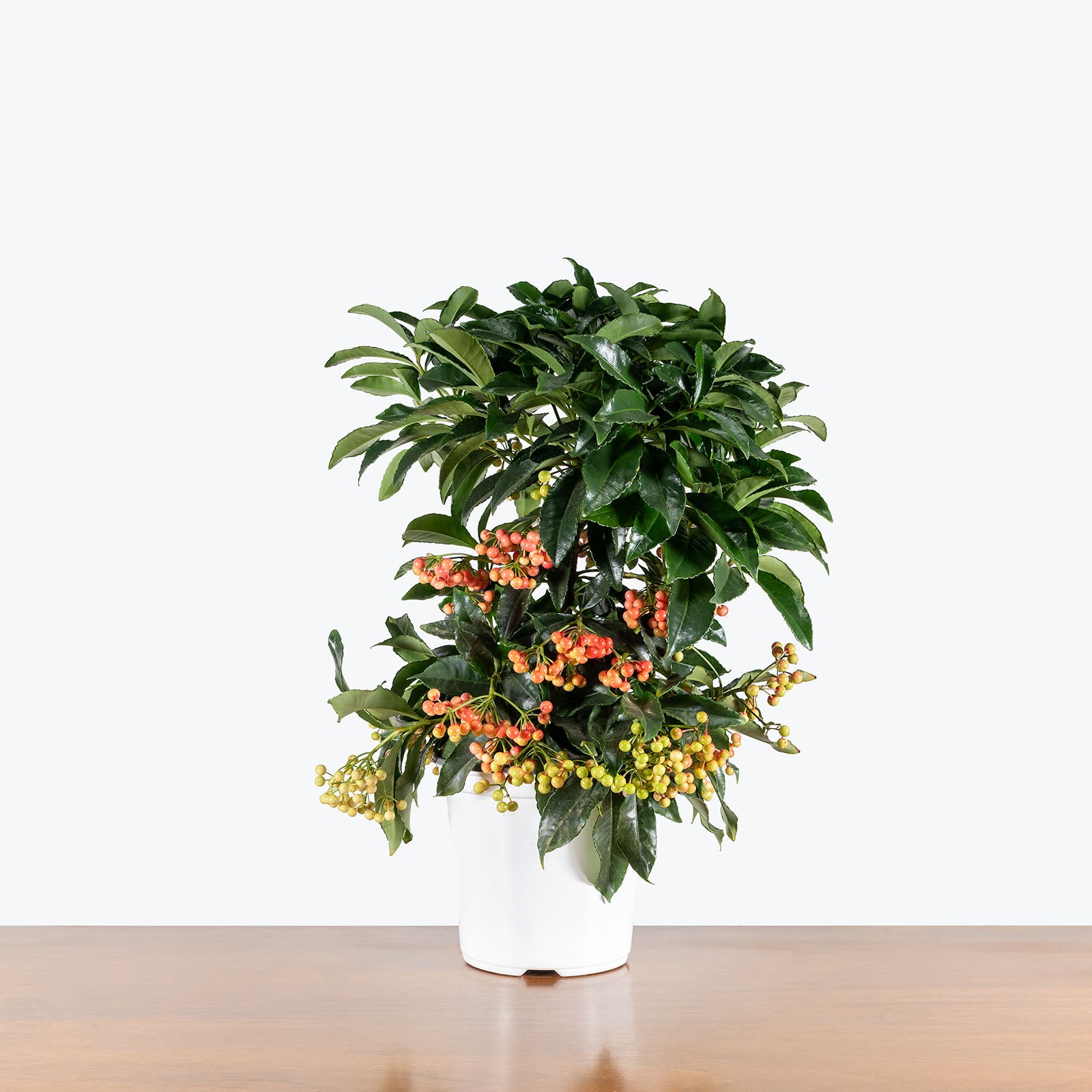 Ardisia Crenata | Care Guide and Pro Tips - Delivery from Toronto across Canada - JOMO Studio