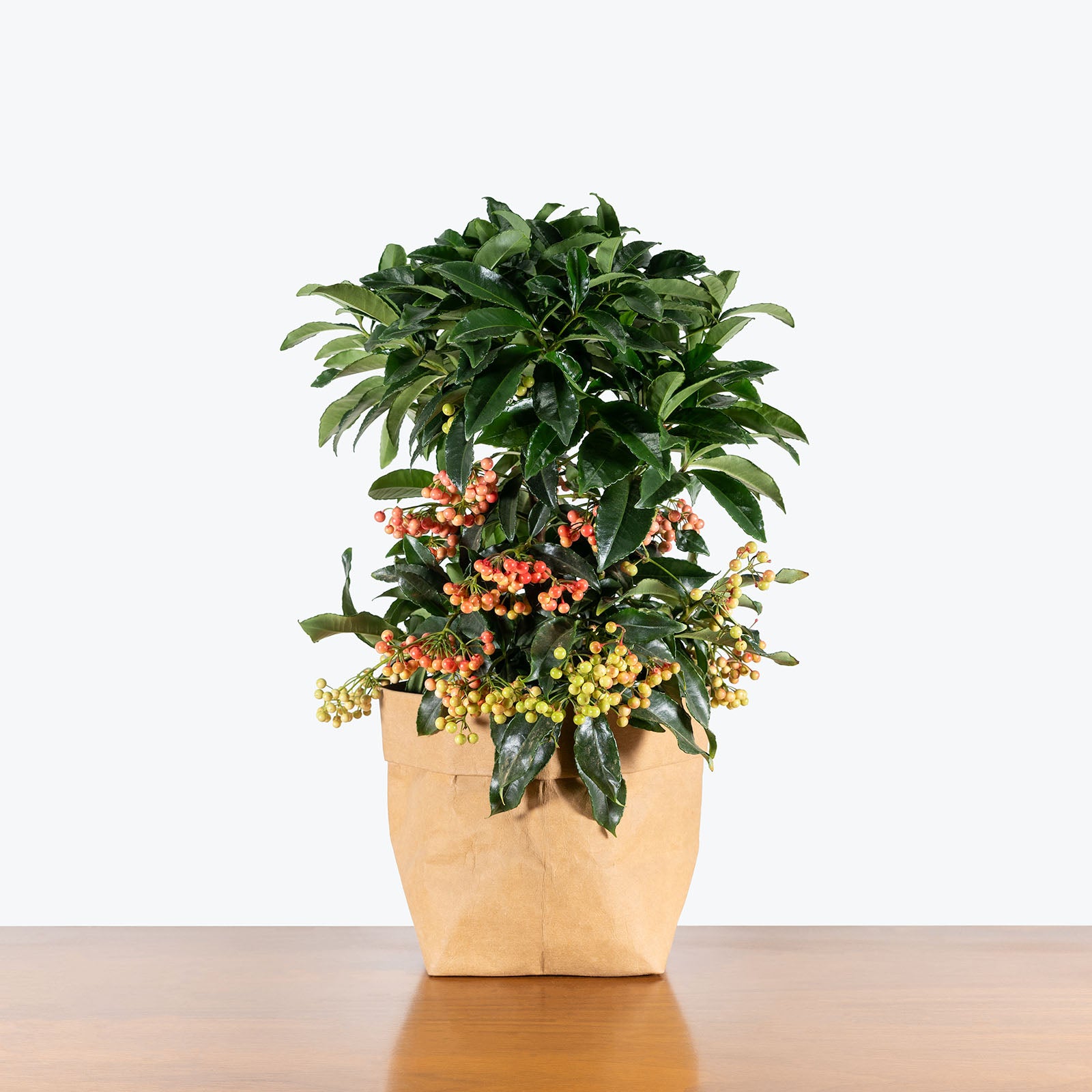 Ardisia Crenata | Care Guide and Pro Tips - Delivery from Toronto across Canada - JOMO Studio