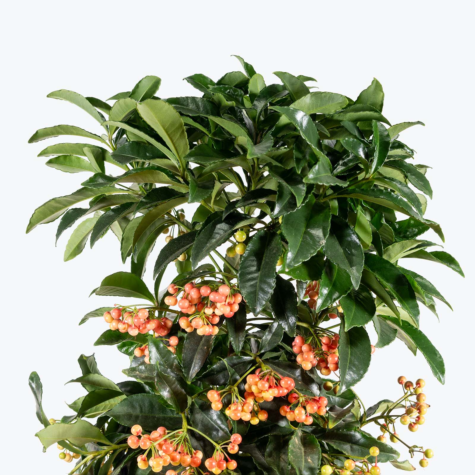 Ardisia Crenata | Care Guide and Pro Tips - Delivery from Toronto across Canada - JOMO Studio