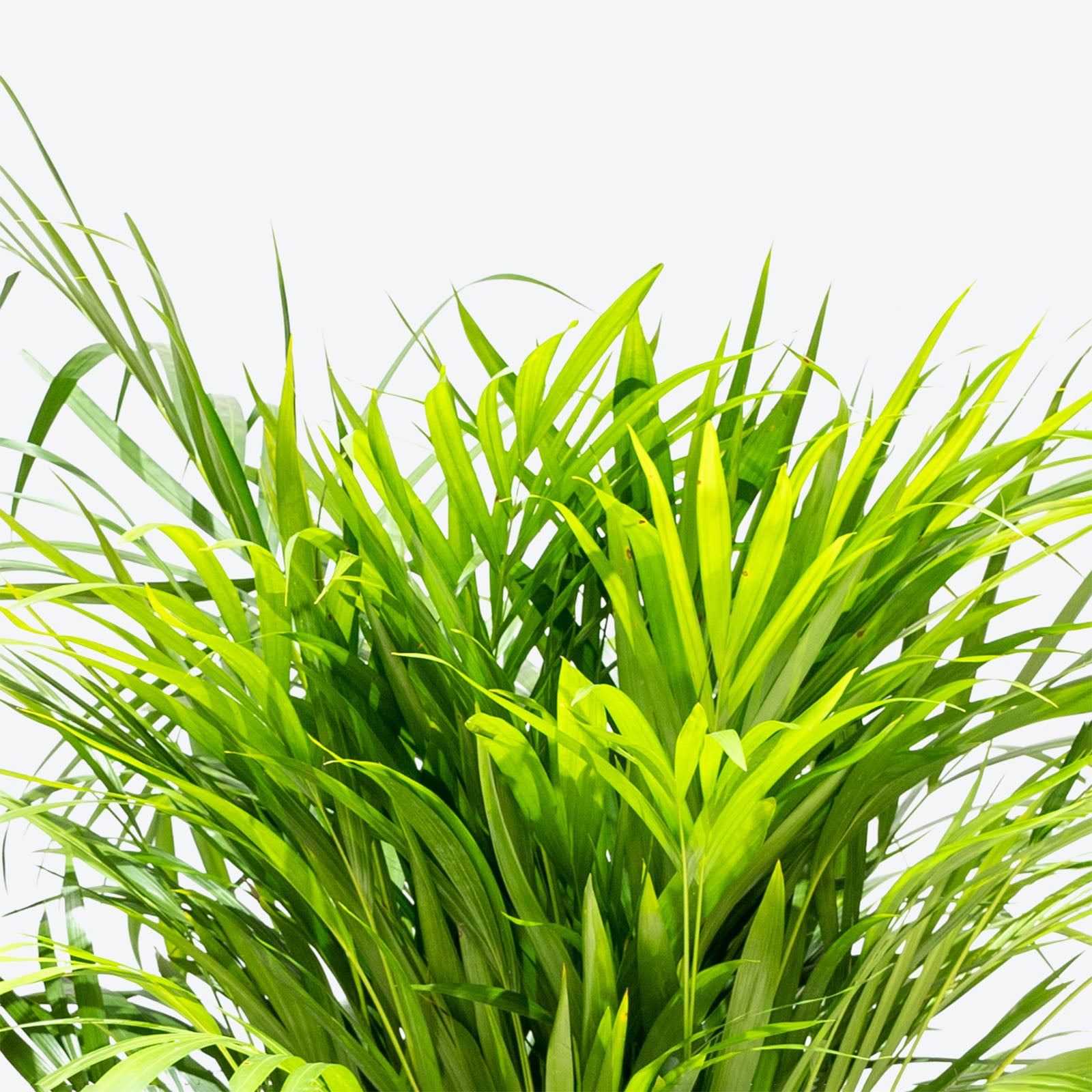 Areca Palm - Dypsis Lutescens - House Plants Delivery Toronto - JOMO Studio