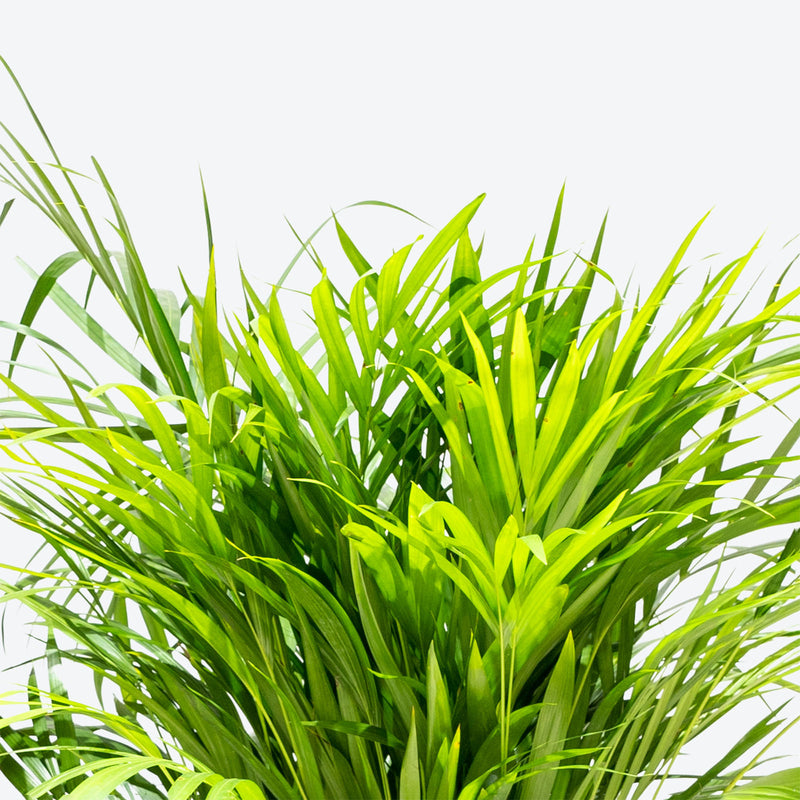 Areca Palm - Dypsis Lutescens - House Plants Delivery Toronto - JOMO Studio