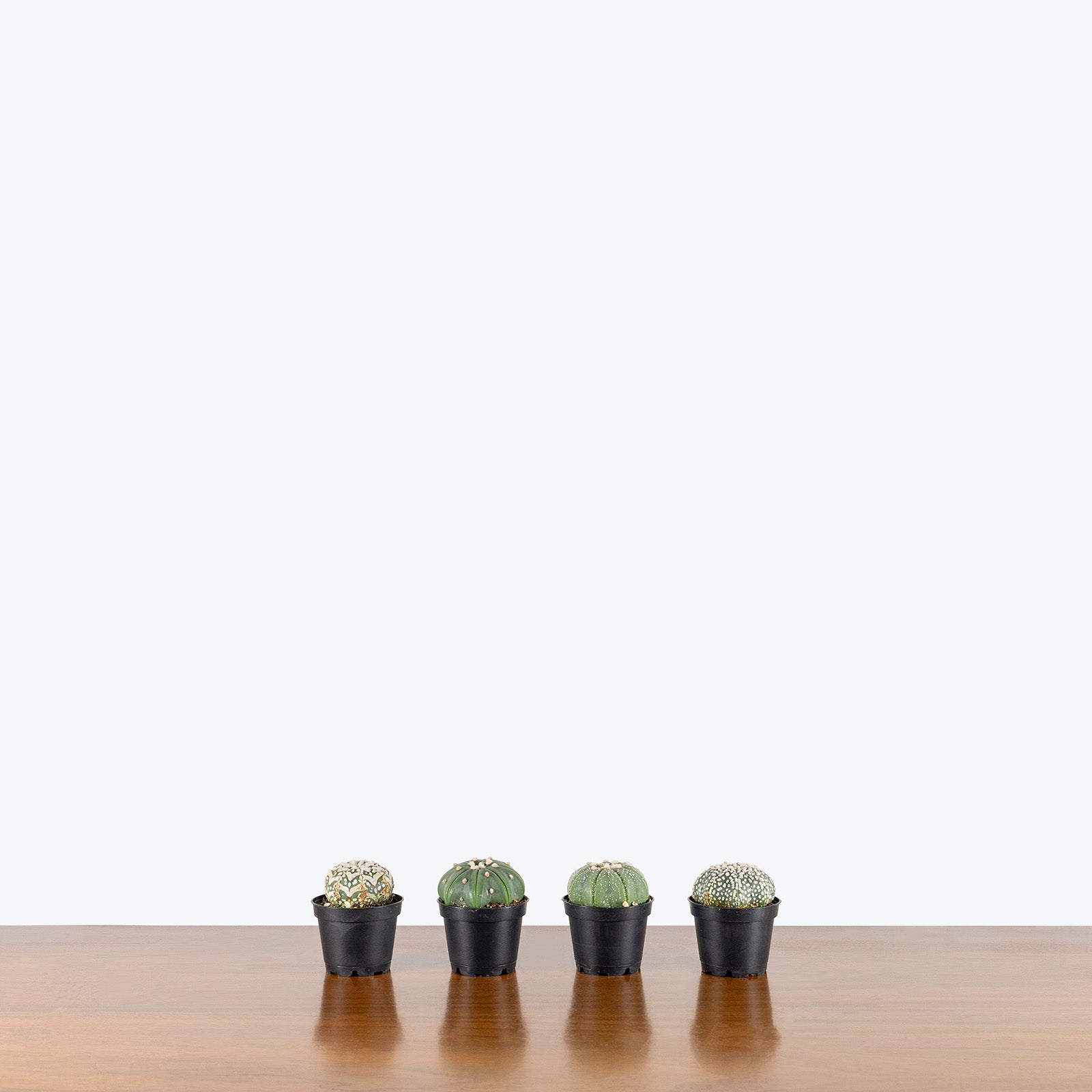 Astrophytum Asterias | Care Guide and Pro Tips - Delivery from Toronto across Canada - JOMO Studio