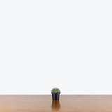 Astrophytum Asterias — 2.5" Pot - Assorted