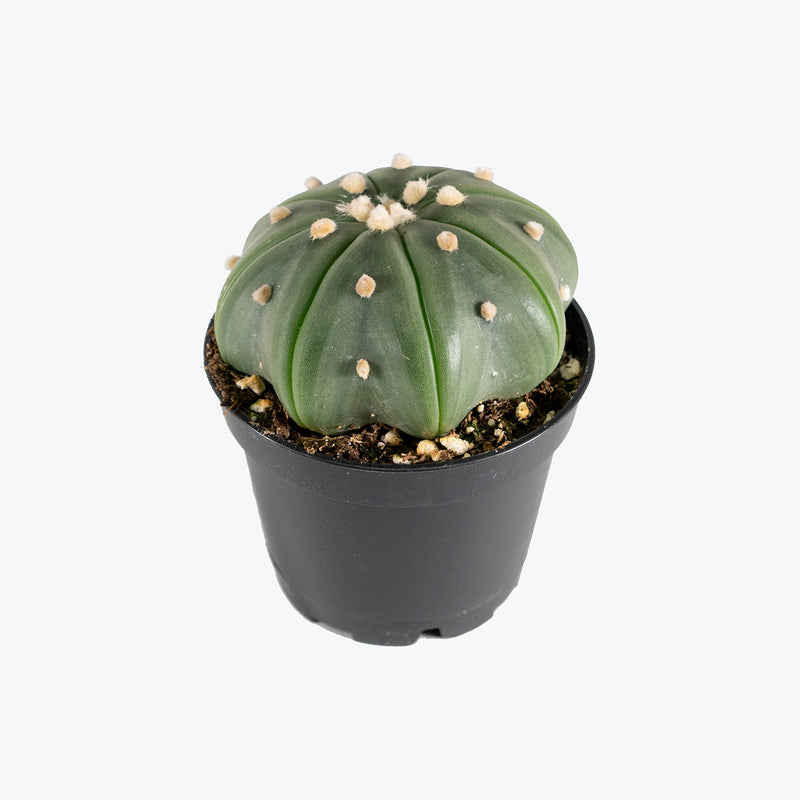 Astrophytum Asterias | Care Guide and Pro Tips - Delivery from Toronto across Canada - JOMO Studio