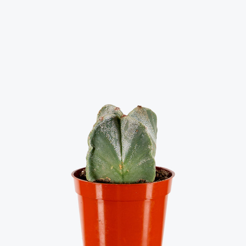 Astrophytum Myriostigma | Care Guide and Pro Tips - Delivery from Toronto across Canada - JOMO Studio