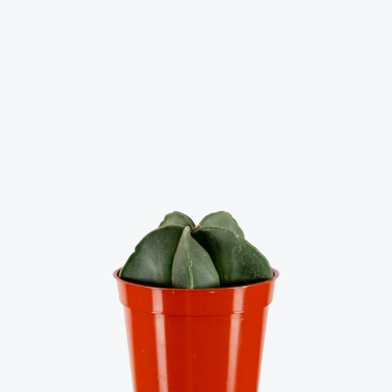 Astrophytum Myriostigma var. Nudum | Care Guide and Pro Tips - Delivery from Toronto across Canada - JOMO Studio