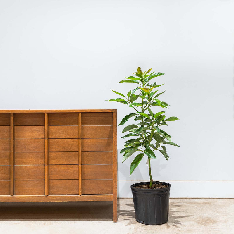 Avocado Tree - Persea americana - Toronto's Online Plant Store - Delivering Across Canada - JOMO Studio
