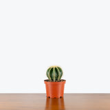 Balloon Cactus — 6" Pot