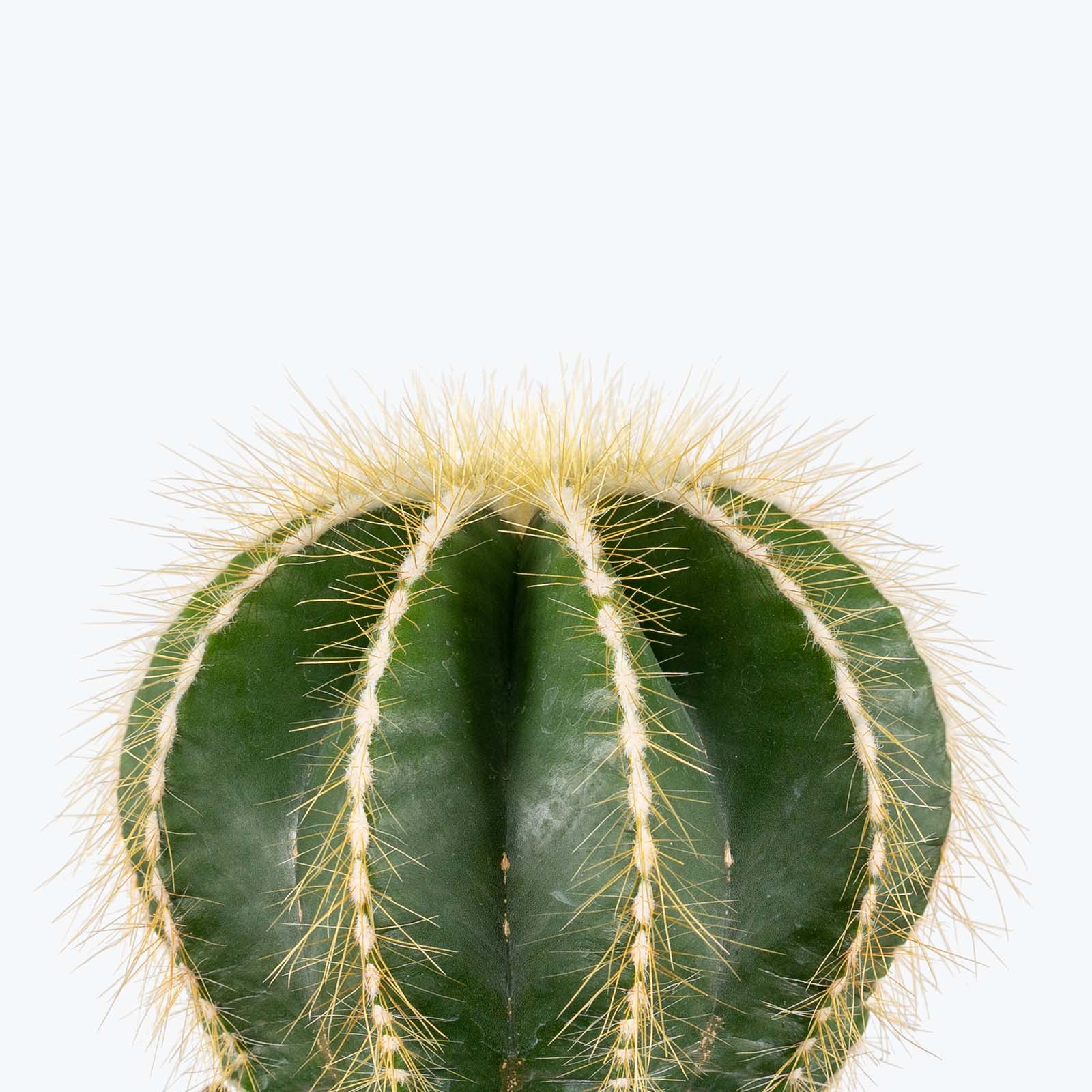 Balloon Cactus | Parodia Magnifica | Care Guide and Pro Tips - Delivery from Toronto across Canada - JOMO Studio