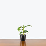 Banana Plant — 4" Pot (blemishes expected)