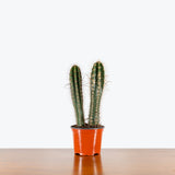 Baseball Bat Cactus — 6" Pot