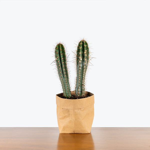 Baseball Bat Cactus | Care Guide and Pro Tips - Delivery from Toronto  across Canada