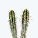 Baseball Bat Cactus - House Plants Delivery Toronto - JOMO Studio