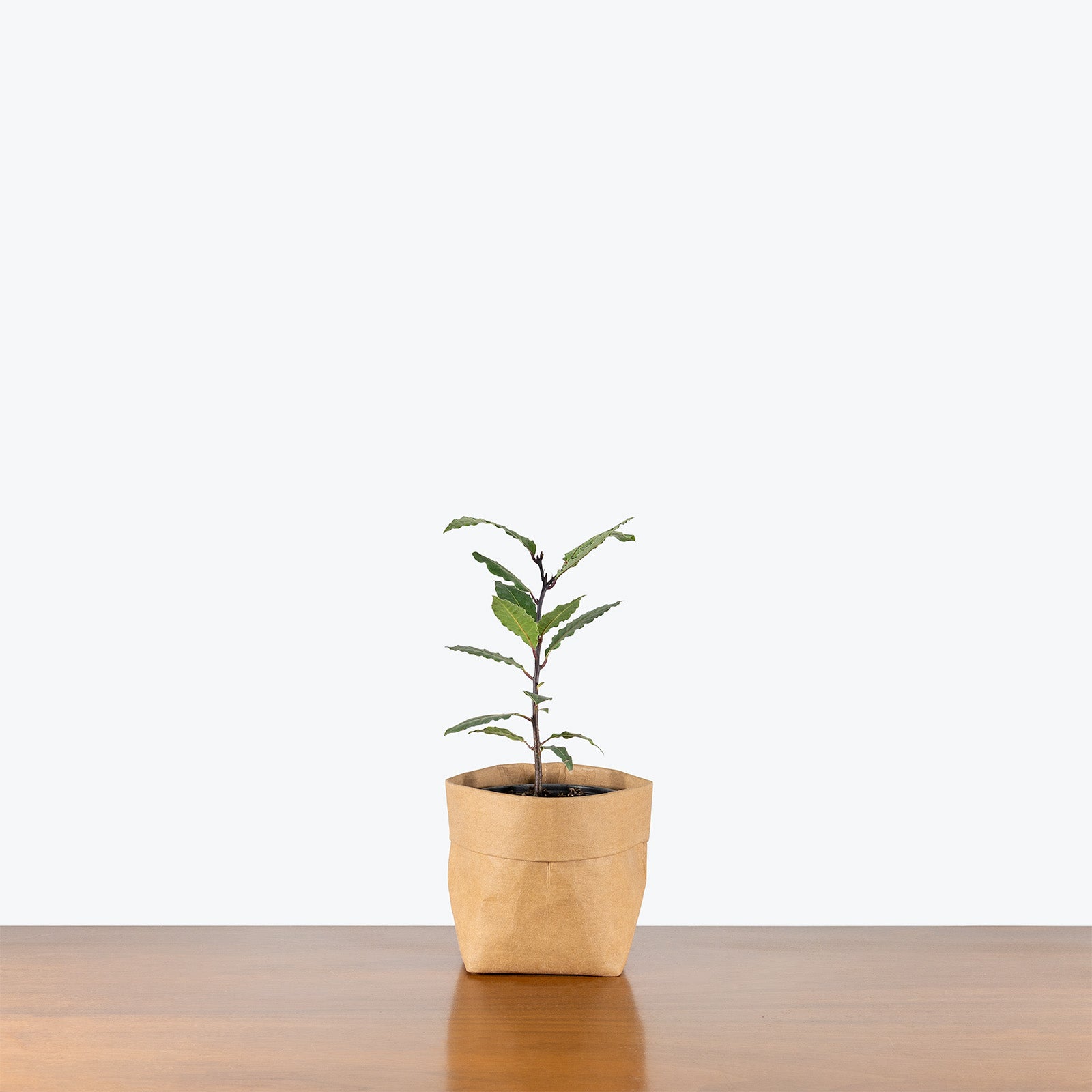 Bay Laurel | Care Guide and Pro Tips - Delivery from Toronto across Canada - JOMO Studio