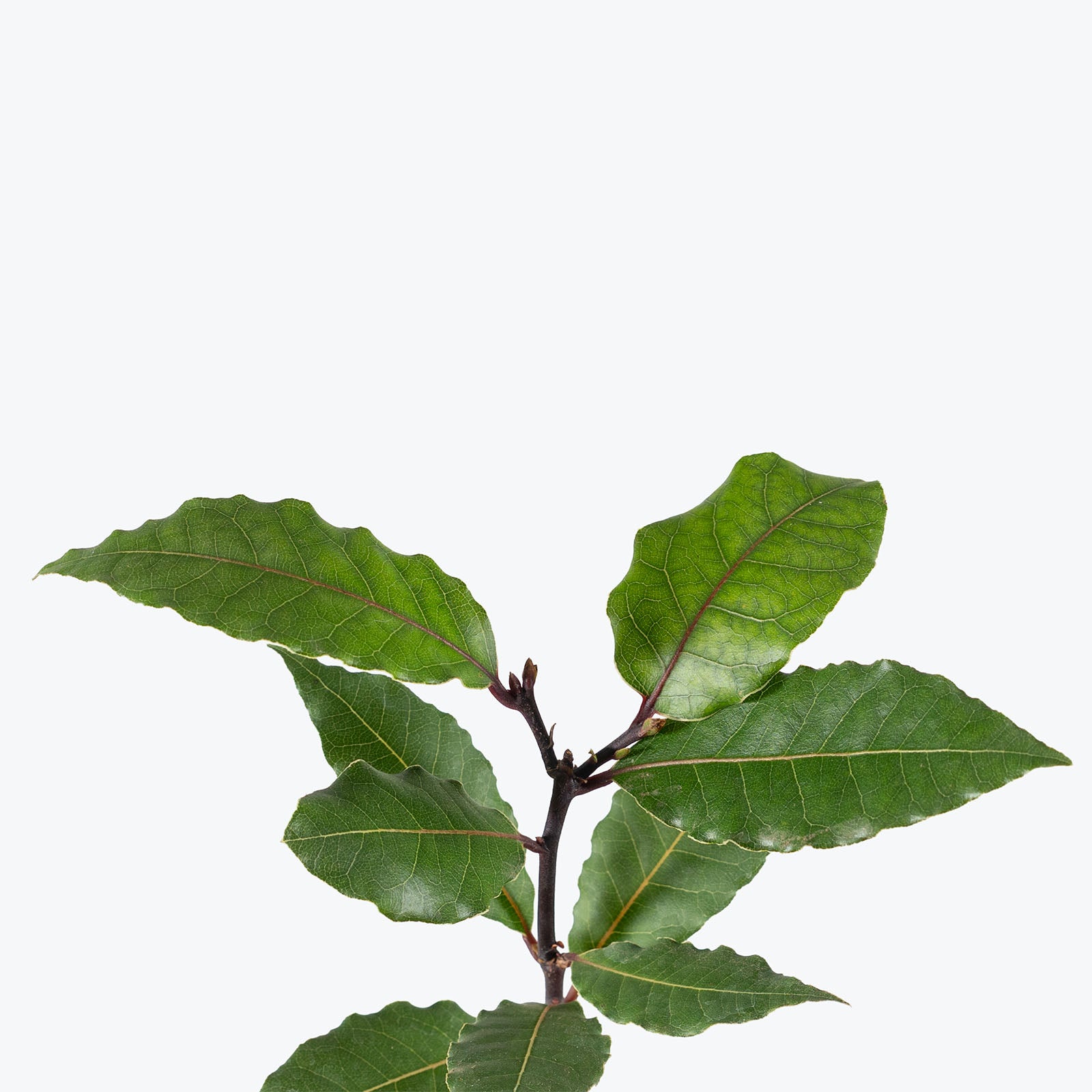 Bay Laurel | Care Guide and Pro Tips - Delivery from Toronto across Canada - JOMO Studio