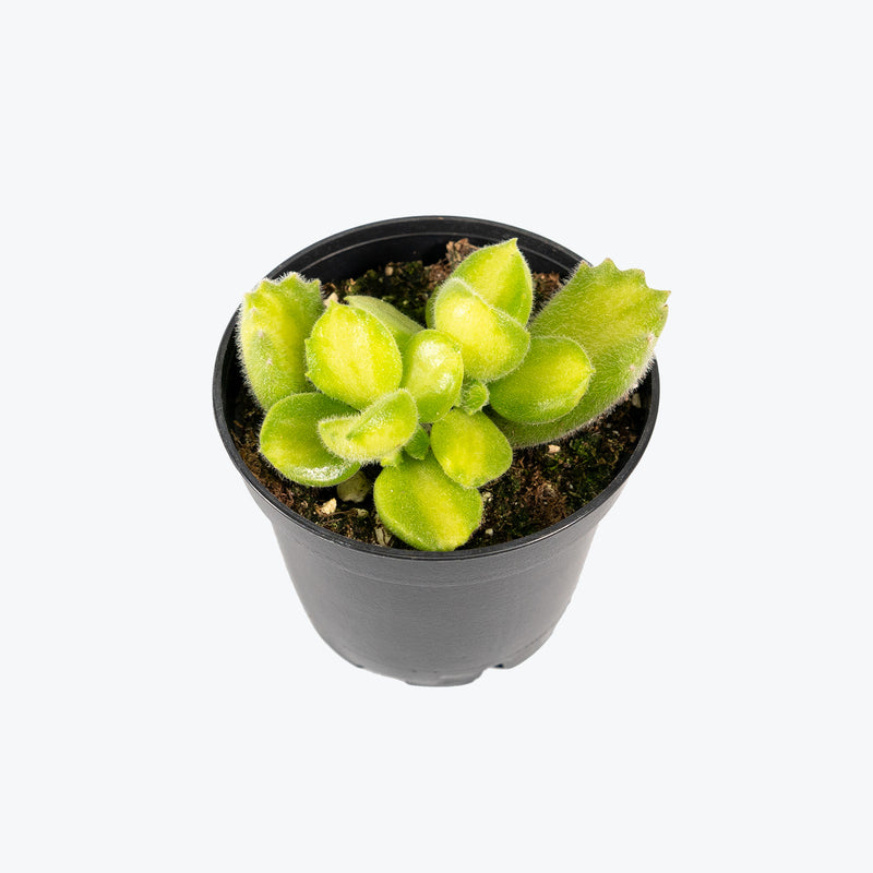 Bear's Paw Succulent Variegated | Cotyledon Tomentosa Variegata | Care Guide and Pro Tips - Delivery from Toronto across Canada - JOMO Studio