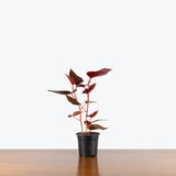Begonia Benigo Pink — 4" Pot