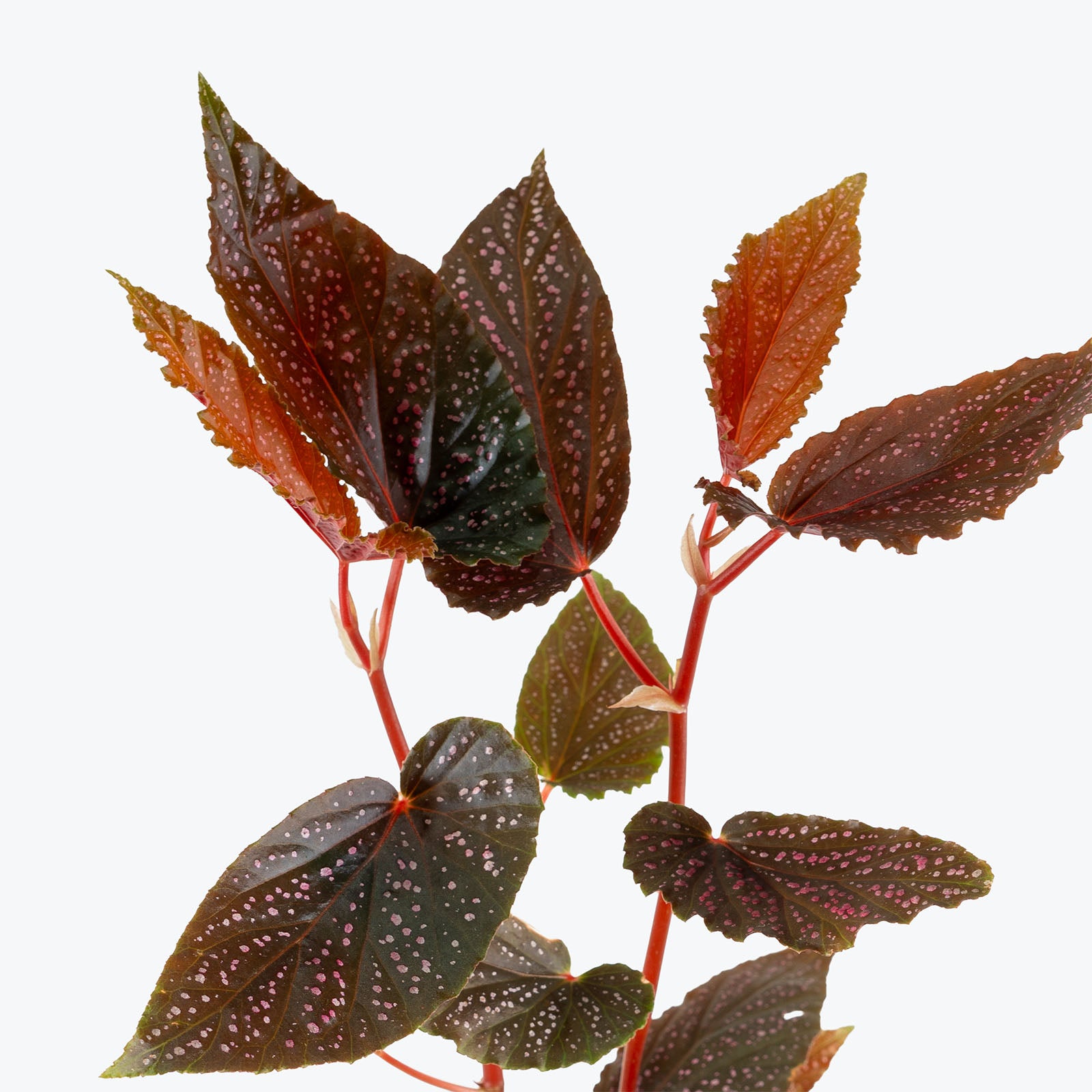 Begonia Benigo Pink | Care Guide and Pro Tips - Delivery from Toronto across Canada - JOMO Studio