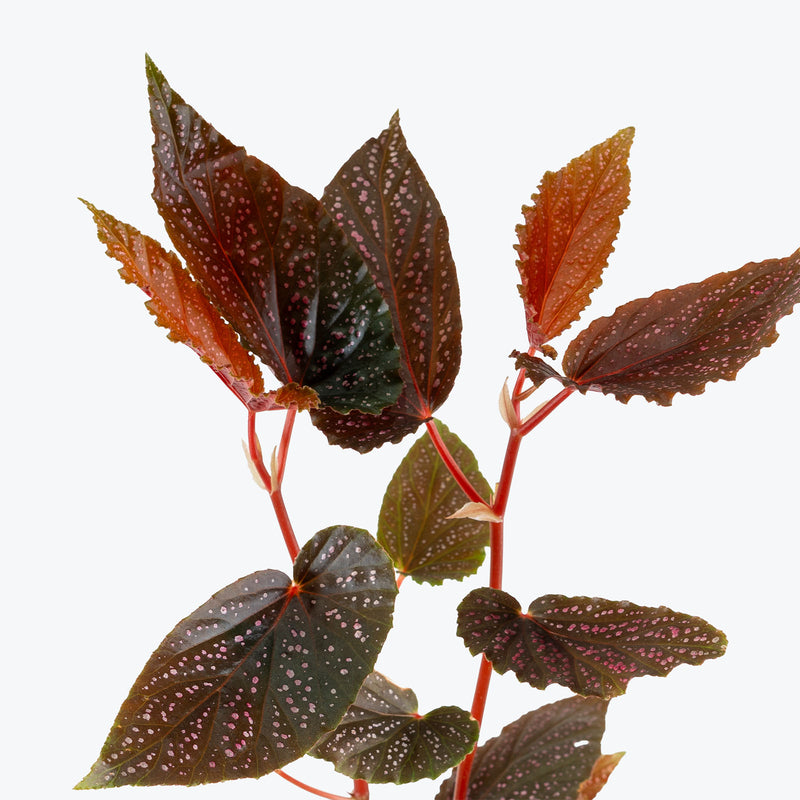 Begonia Benigo Pink | Care Guide and Pro Tips - Delivery from Toronto across Canada - JOMO Studio