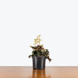 Begonia Black Fang — 6" Pot