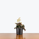 Begonia Black Fang - House Plants Delivery Toronto - JOMO Studio
