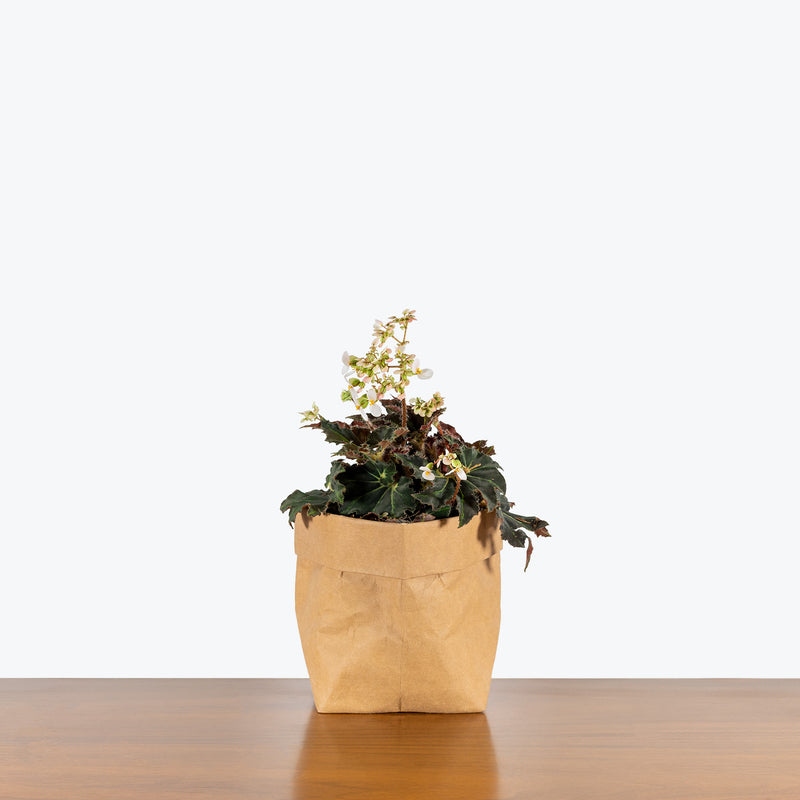 Begonia Black Fang - House Plants Delivery Toronto - JOMO Studio