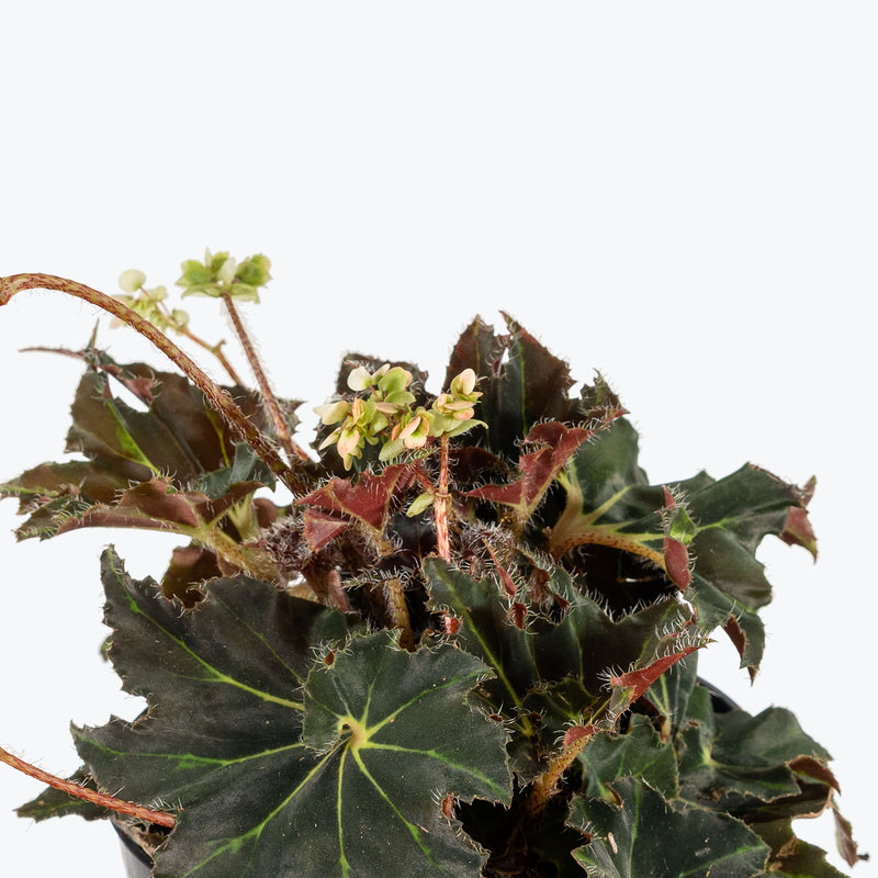 Begonia Black Fang - House Plants Delivery Toronto - JOMO Studio