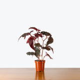 Begonia Black Magic — 4" Pot