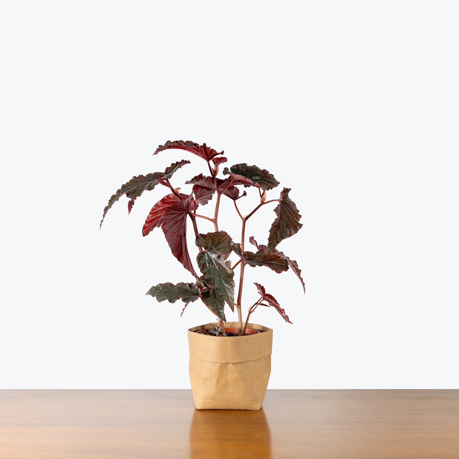 Begonia Black Magic | Care Guide and Pro Tips - Delivery from Toronto across Canada - JOMO Studio