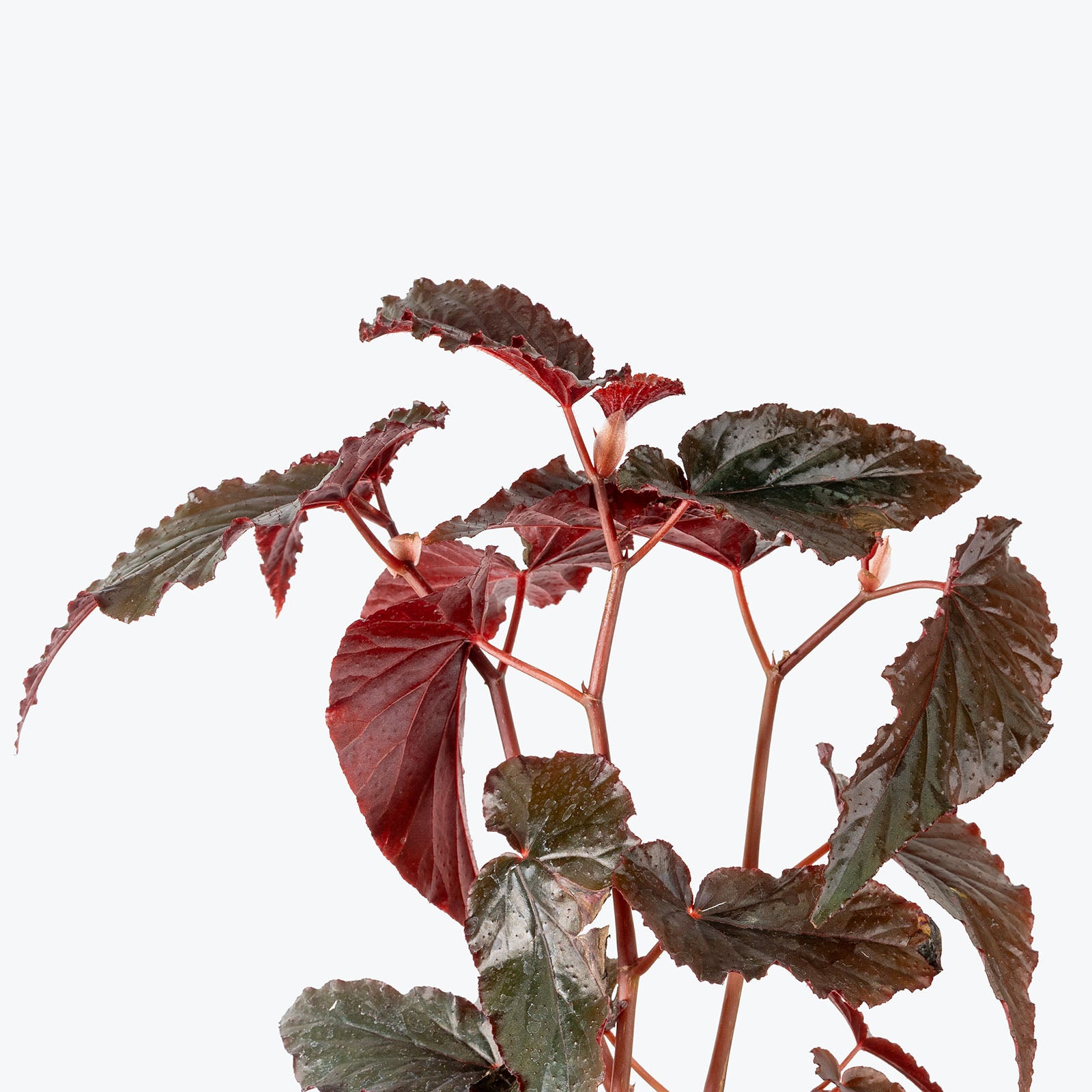 Begonia Black Magic | Care Guide and Pro Tips - Delivery from Toronto across Canada - JOMO Studio