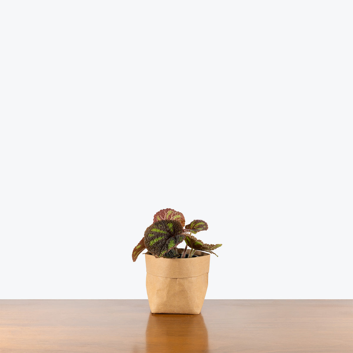 Begonia Boulder | Care Guide and Pro Tips - Delivery from Toronto across  Canada