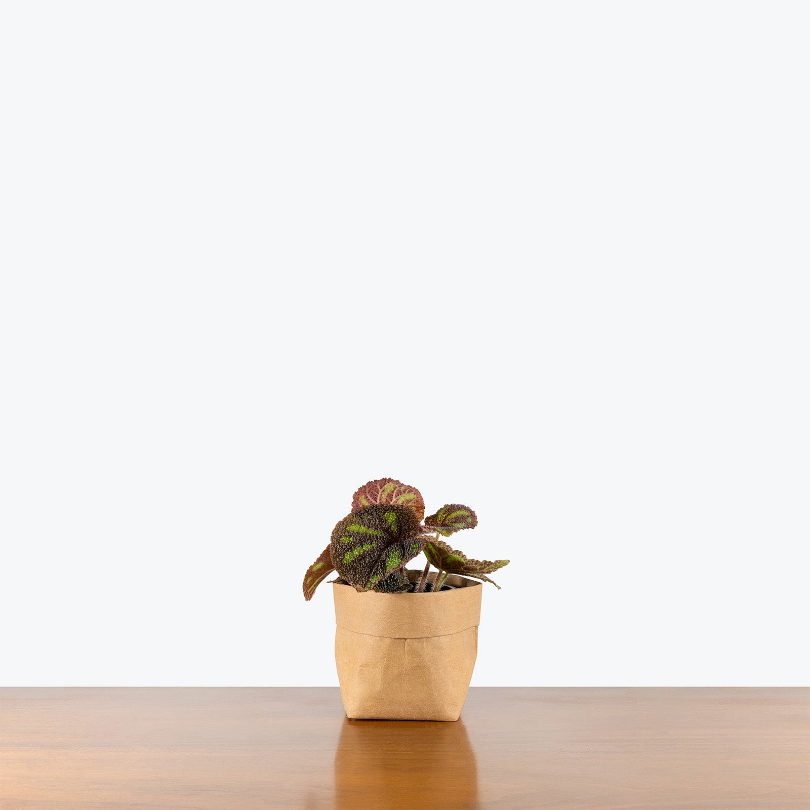 Begonia Boulder | Care Guide and Pro Tips - Delivery from Toronto across Canada - JOMO Studio