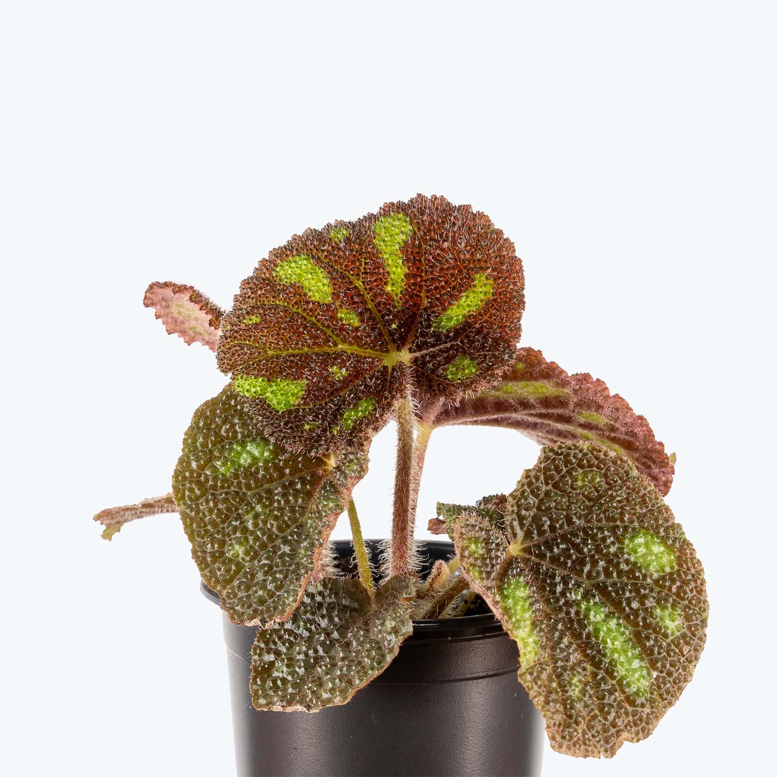 Begonia Boulder | Care Guide and Pro Tips - Delivery from Toronto across Canada - JOMO Studio