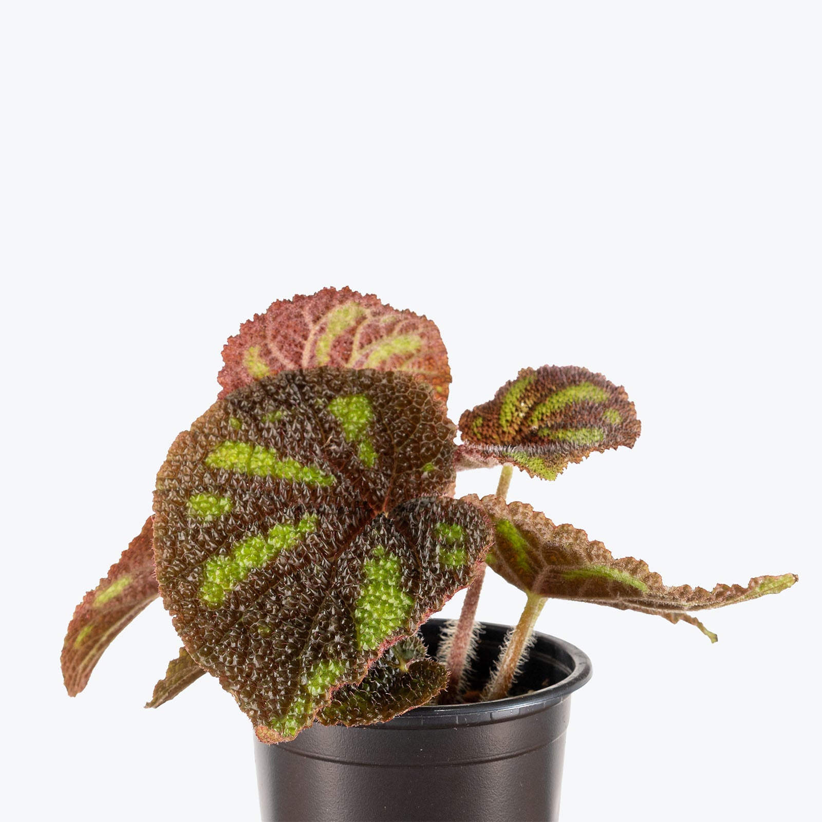 Begonia Boulder | Care Guide and Pro Tips - Delivery from Toronto across Canada - JOMO Studio